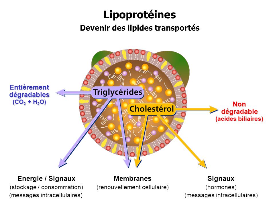 M Tabolisme Des Lipoprot Ines Ppt Video Online T L Charger